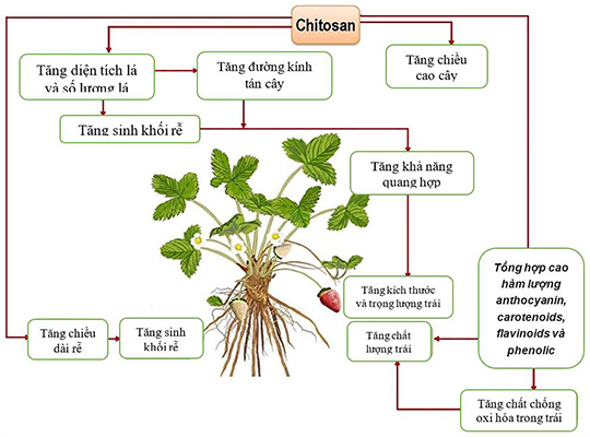oligosaccharit